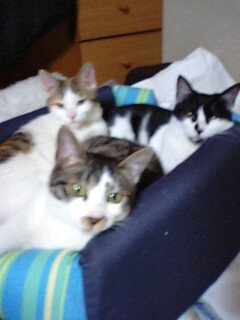 img20100124_2.jpg