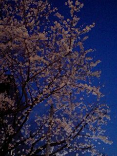 img20070329.jpg