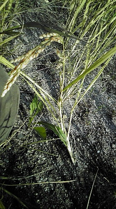 img20081030_1.jpg