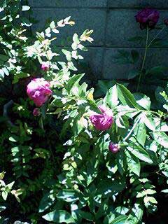 20070521niwade.jpg
