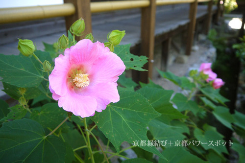 tojiin18