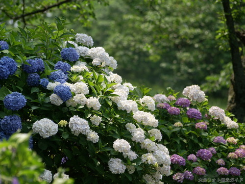ajisai gazou