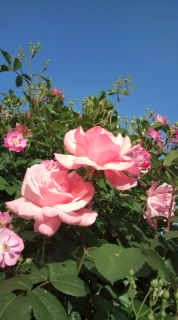 a66cf085.jpg