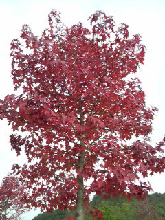2008111621440000.jpg