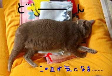 img20090626_1.jpg