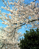 sakura.jpg