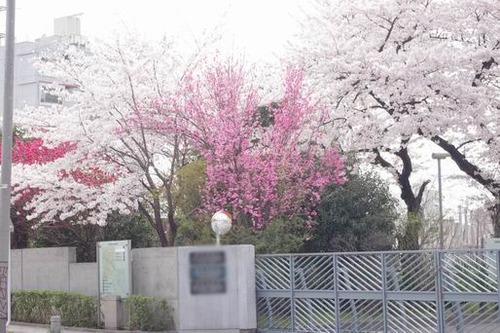 桜