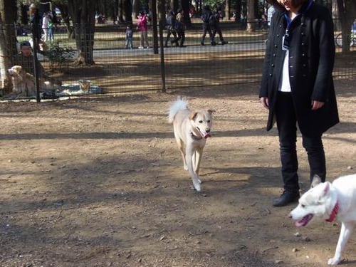 わんズ⑬