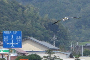 コウノトリ2
