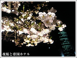 sakura2.jpg