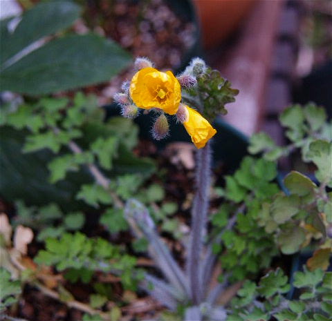 p4244376.jpg