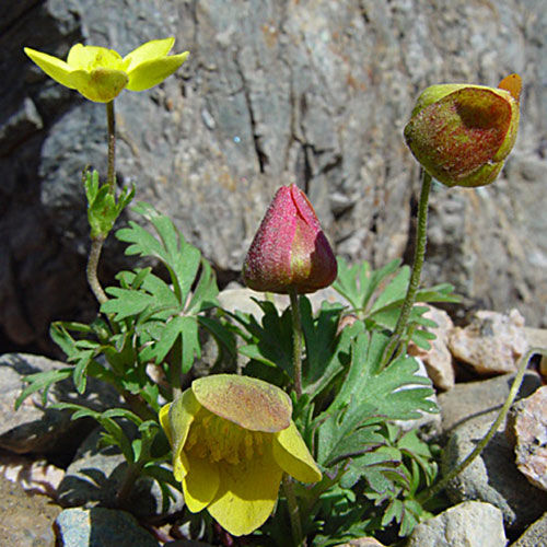anemone-almaatensis