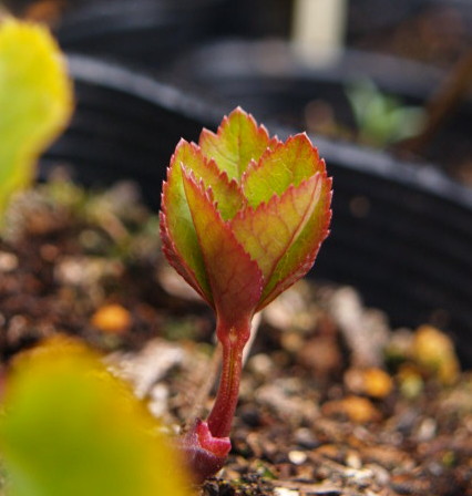 p1308342-2.jpg