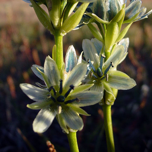swertia-marginata