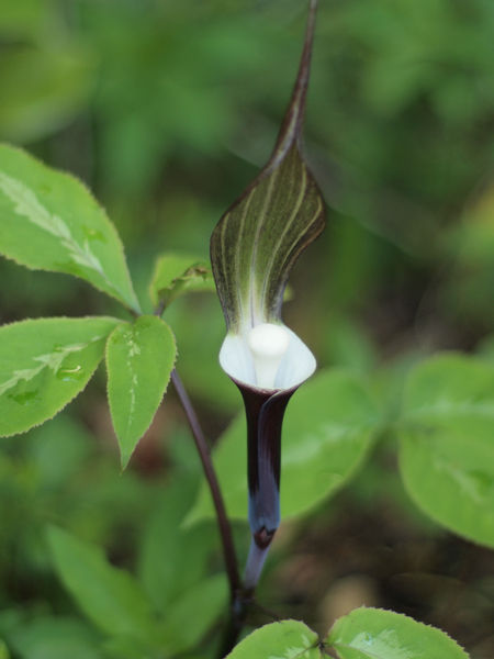 P5060845
