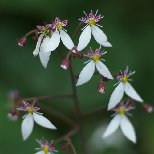 P6061448