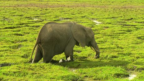 elephant.jpg