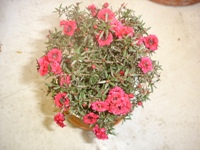 img20100117.jpg