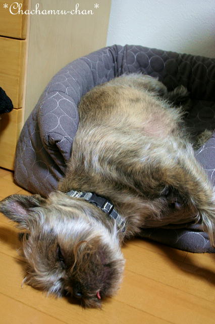 img20080401.jpg