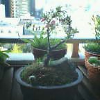 20050414_0639_000.jpg
