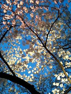 img20080329_1.jpg