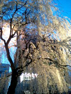 img20080329_3.jpg