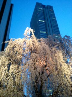 img20080329_4.jpg