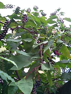 img20070831.jpg