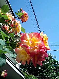 img20070520.jpg