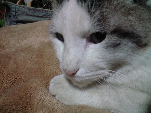 090115reo.jpg