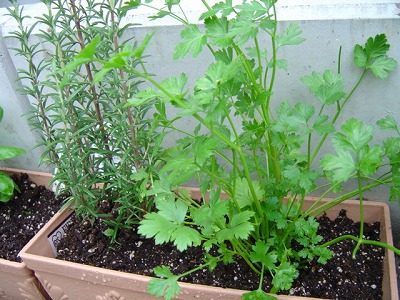 01SC00951.jpg