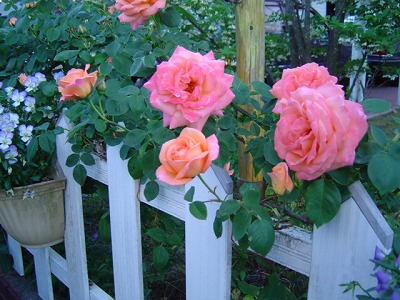 01rose.jpg