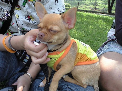 img20080526_8.jpg