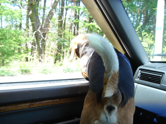 DSC00425.jpg