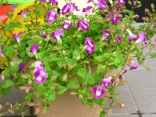 img_1781.jpg