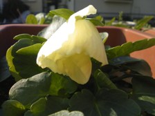 dcf_0090.jpg