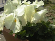 dcf_0109.jpg