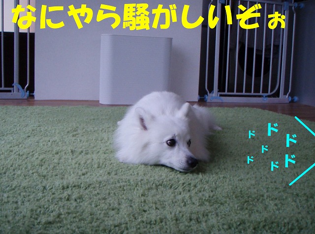img20080512_2.jpg