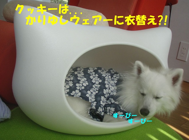 img20080601_1.jpg