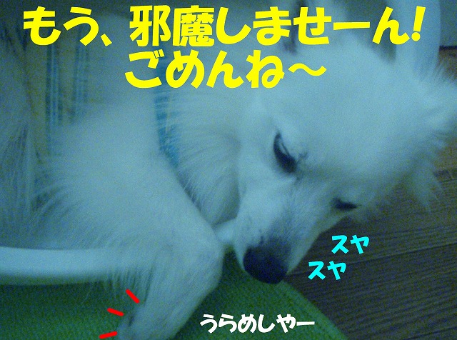 img20080713_9.jpg