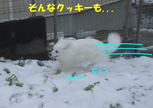 img20080316_8.jpg