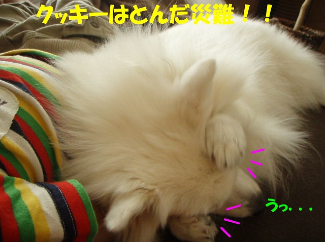 img20091108_2.jpg