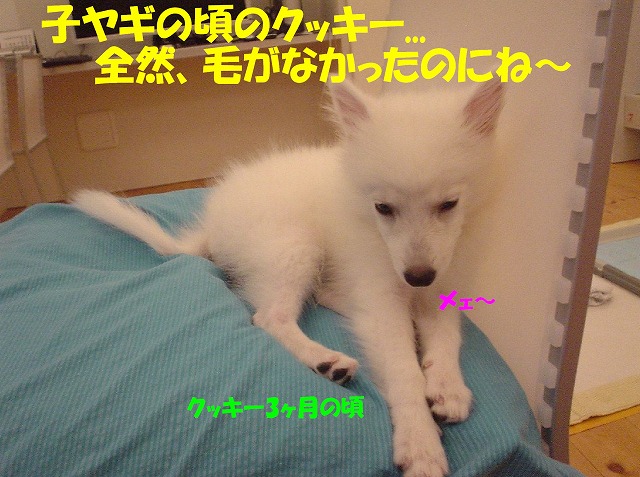 img20080513.jpg