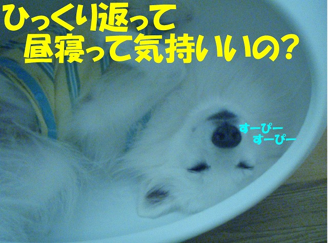 img20080713_4.jpg