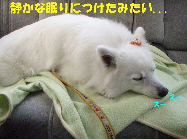 img20080508_9.jpg