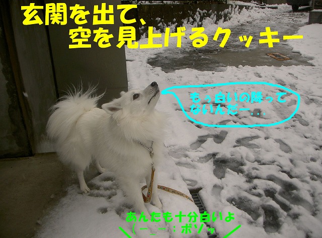 img20080316_3.jpg