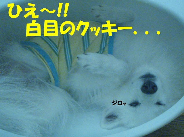 img20080713_3.jpg