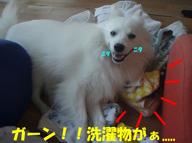 img20090724_1.jpg