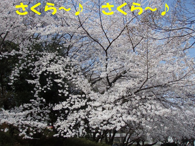 img20080401_3.jpg