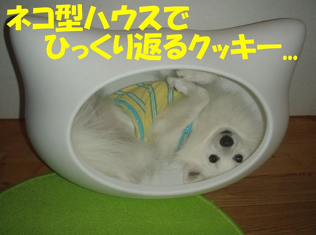img20080713.jpg